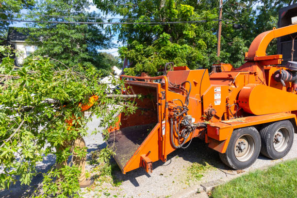 Residential Tree Removal in Hooper, UT